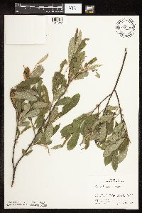 Salix humilis image