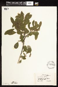 Salix humilis image