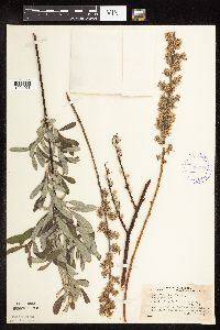 Salix humilis image