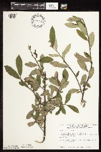 Salix humilis image