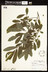 Salix humilis image