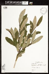 Salix humilis image