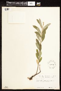 Salix humilis image