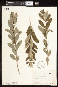 Salix humilis image