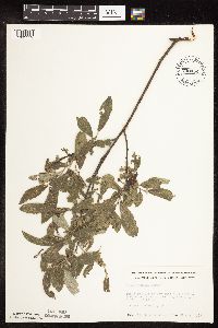 Salix humilis image