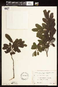 Salix humilis image