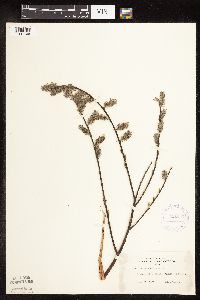 Salix humilis image