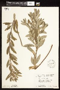 Salix humilis image