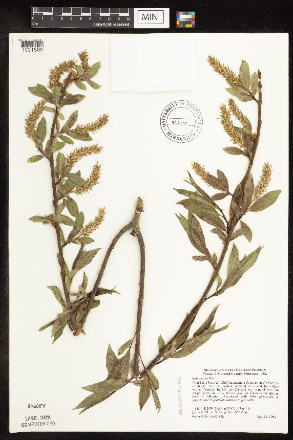 Salix lucida image