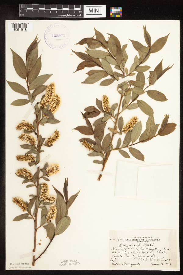 Salix lucida image