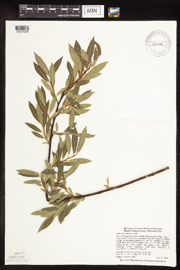 Salix maccalliana image