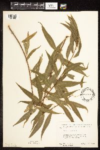 Salix nigra image