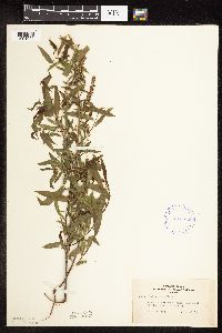 Image of Salix nigra