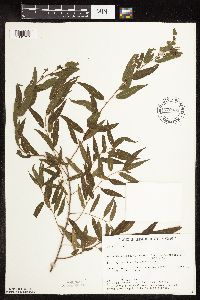 Salix nigra image