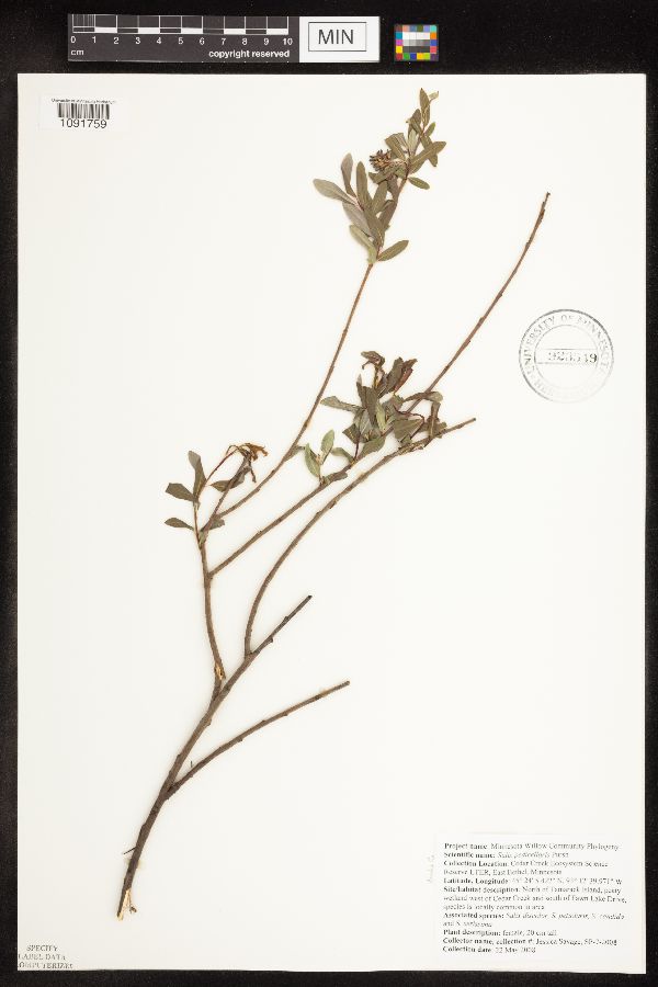 Salix pedicellaris image