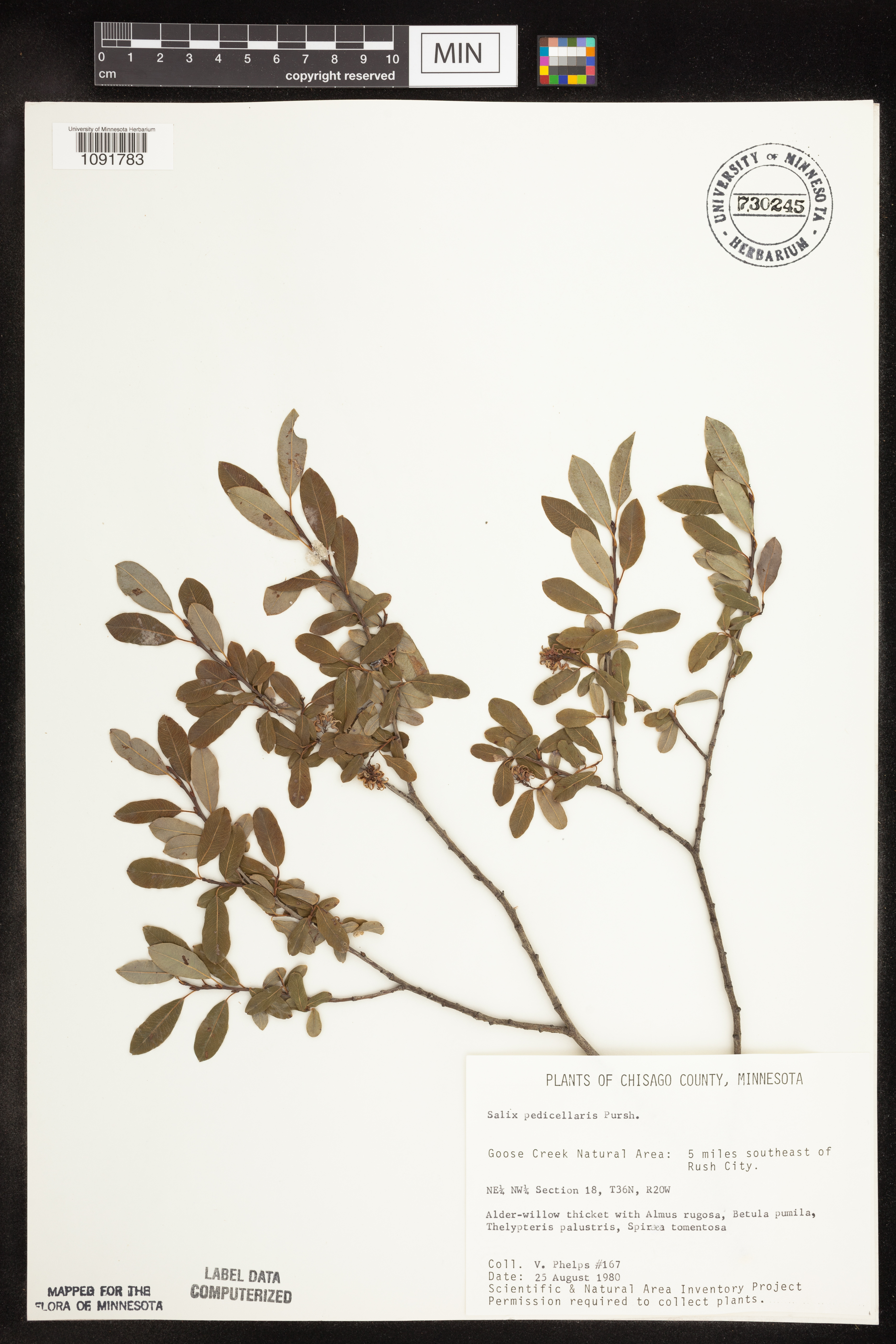 Salix pedicellaris image