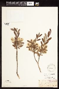 Salix pedicellaris image