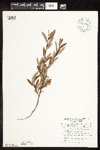 Salix pedicellaris image