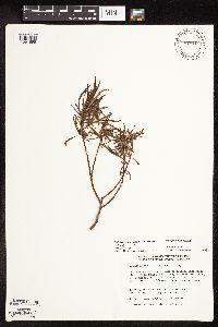 Image of Salix pellita