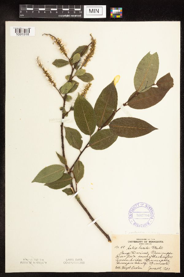 Salix pentandra image