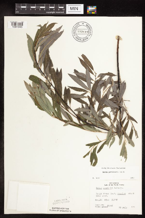 Salix petiolaris image