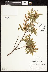 Salix petiolaris image