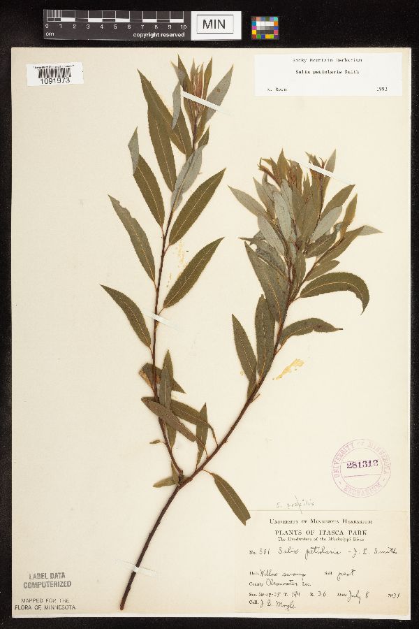 Salix petiolaris image