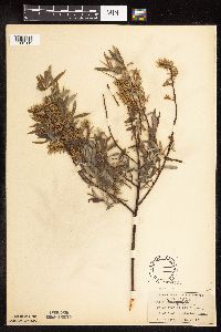 Salix petiolaris image