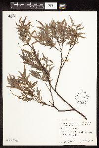 Salix petiolaris image