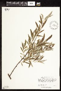 Salix petiolaris image