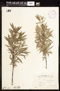 Salix petiolaris image