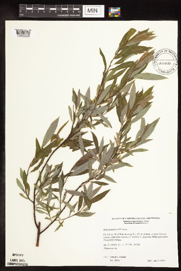 Salix petiolaris image