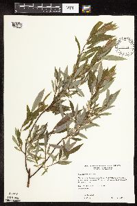 Salix petiolaris image