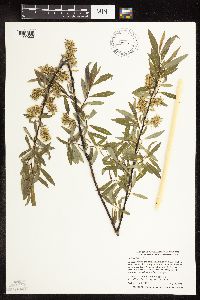 Salix petiolaris image