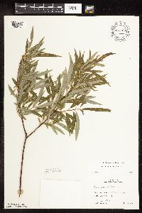 Salix petiolaris image