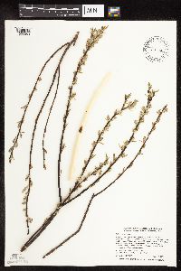 Salix petiolaris image