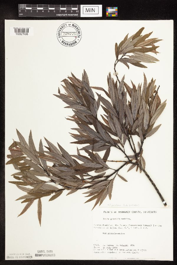 Salix petiolaris image