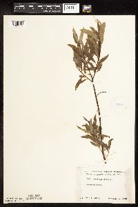 Salix petiolaris image