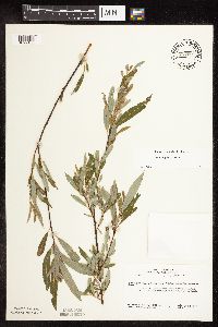 Salix petiolaris image