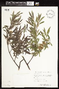 Salix petiolaris image