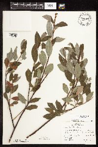 Image of Salix planifolia