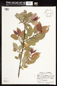 Image of Salix pseudomonticola