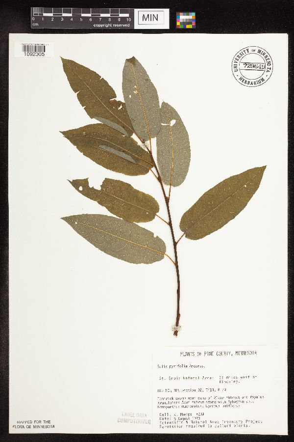 Salix pyrifolia image