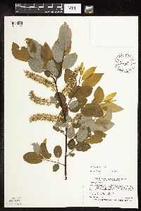 Image of Salix pyrifolia