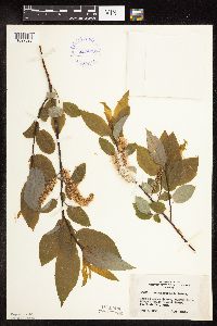 Salix pyrifolia image