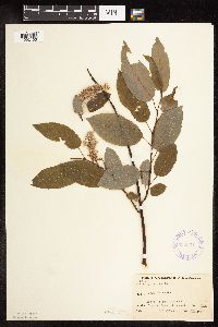 Salix pyrifolia image