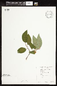 Salix pyrifolia image