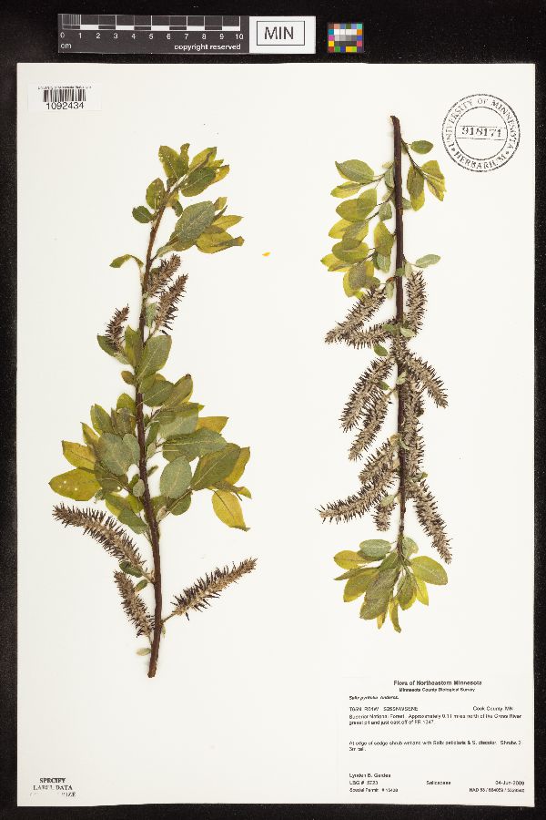 Salix pyrifolia image