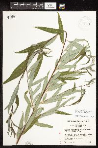 Salix x sepulcralis image