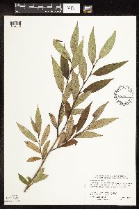 Image of Salix serissima